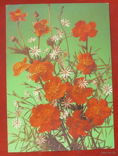 Цветы. Чистая. 1989 года. Дергилева. 1186.