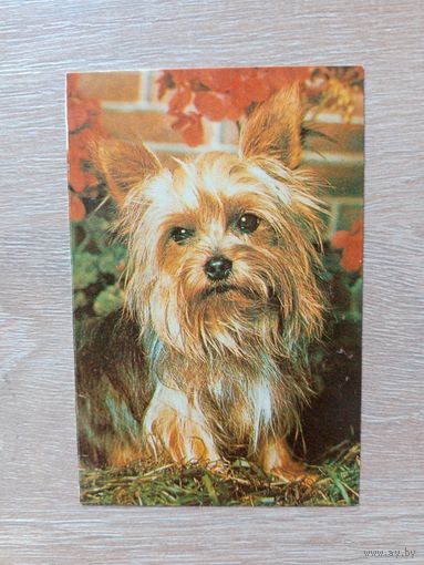 Календарик 1993