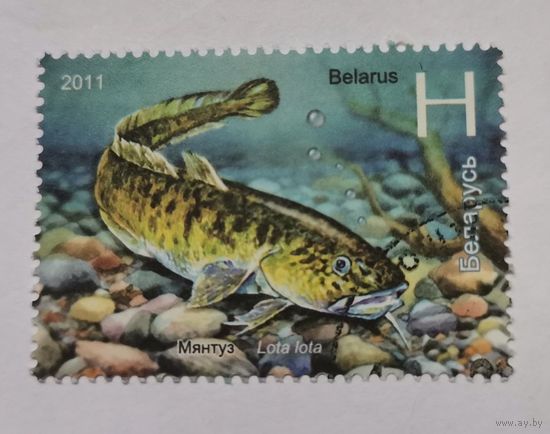 Беларусь 2011 мянтуз (налим)