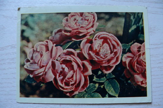 Бочинин А., Розы; 1964, подписана.