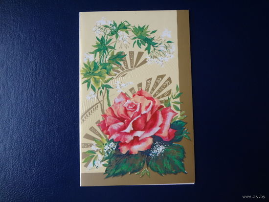 Роза, цветы.  1990 г.  двойная.
