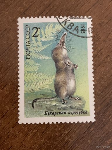 СССР 1985. Бухарская бурозубка. Марка из серии