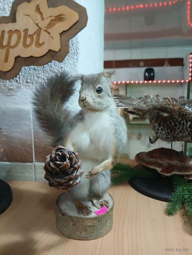 Чучело белки