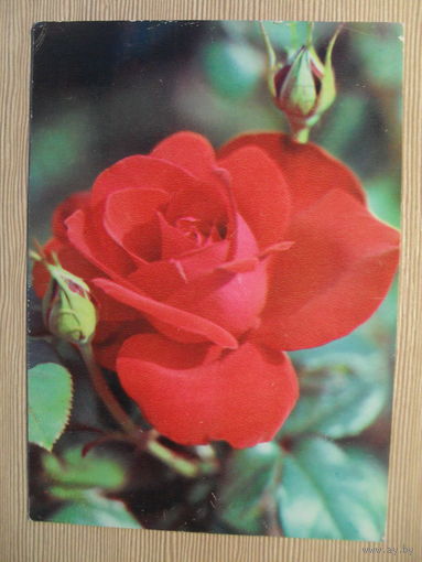 ПОДПИСАННАЯ ОТКРЫТКА. СССР. РОЗА ФАРАОН. фото. Н. МАТАНОВА. 1982 г.