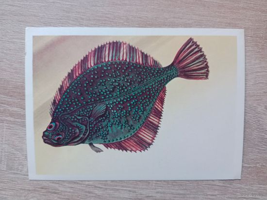 Левиновскиц 1983 чистая