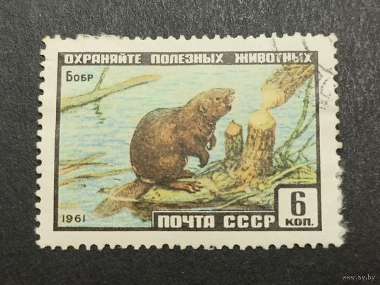 1961 СССР. Фауна СССР. Бобр