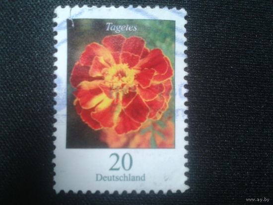 Германия, 2005. Бархатцы