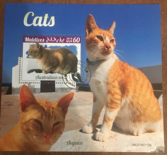 Мальдивские острова 2019. Домашние животные. Коты. Блок