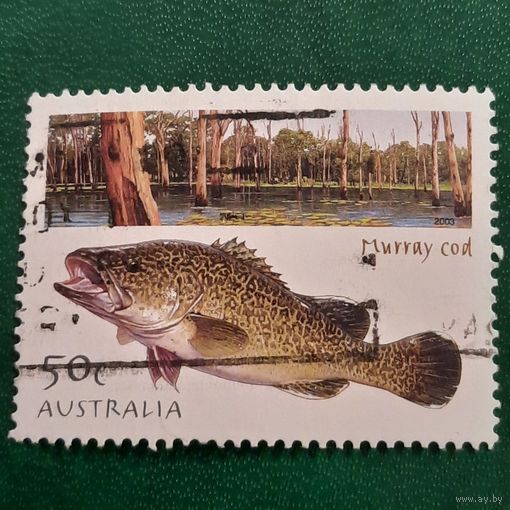 Австралия 2003. Фауна. Рыбы. Murray Cod