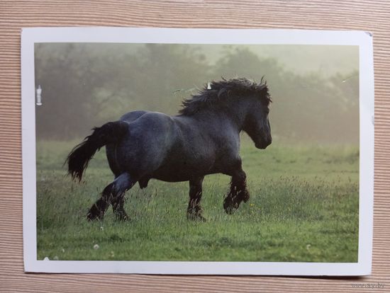 О-12. ПОДПИСАННАЯ ОТКРЫТКА. ФРАНЦИЯ. ЧЕРНЫЙ КОНЬ.