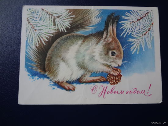 С Новым годом!  1981 г.  Белка, шишка.  подписанная.