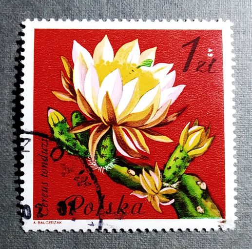 Марка Польша 1981 год Цветы