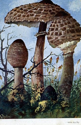 Открытка, почтовая карточка,  ГРИБ-ЗОНТИК художник ТАЛЕР