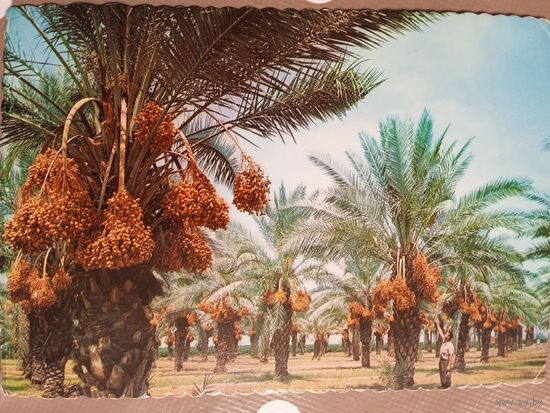 Финиковые рощи