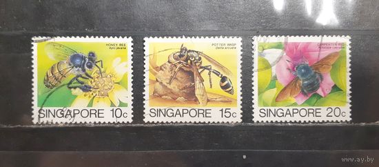 Сингапур. Фауна. Насекомые. Пчёлы, осы (1336)
