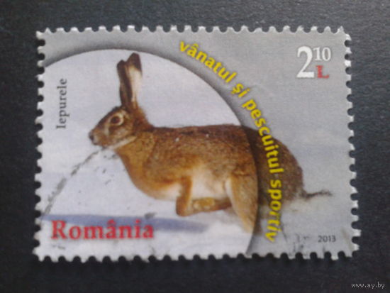 Румыния 2013 заяц