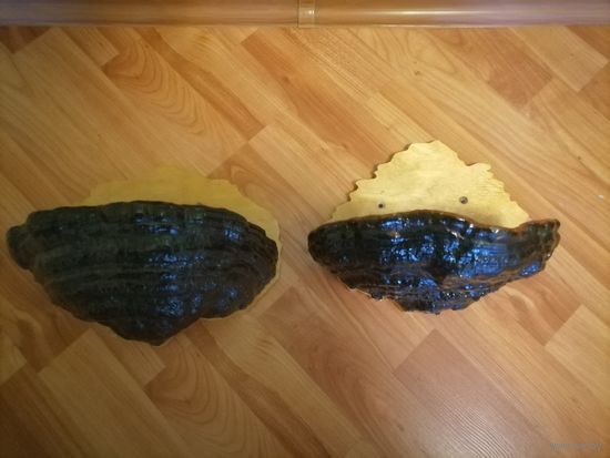 ПОЛКИ  СДЕЛАННЫЕ ИЗ ГРИБА ЧАГА.