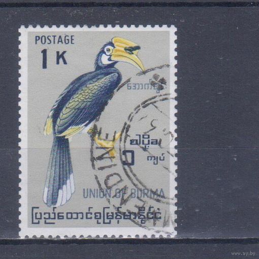 [2146] Бирма 1964. Фауна.Птица-носорог. Гашеная марка.