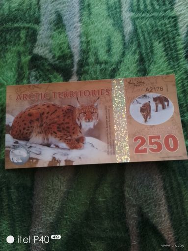 Арктик 250