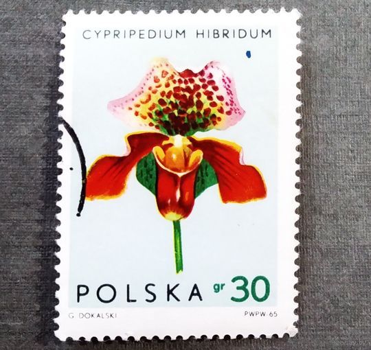Марка Польша 1965 год Цветы