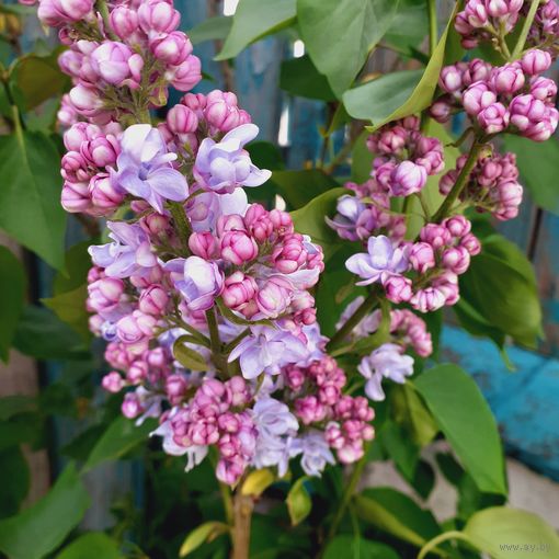 Сирень персидская с ароматом сирени саженец