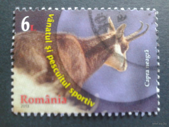 Румыния 2013 козел