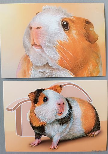 Морская свинка. Из серии "Домашние питомцы". Открытки, глянец