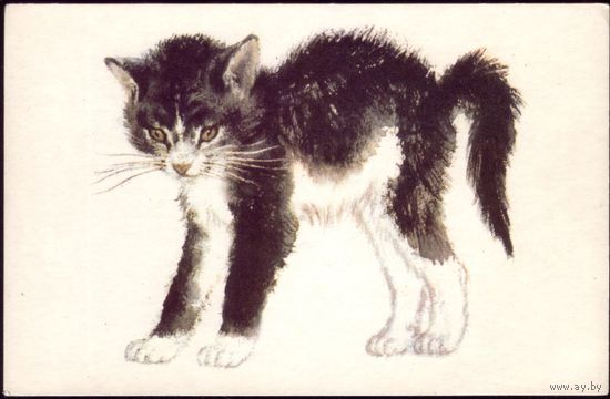 1970 год В.Лебедев Котята No3