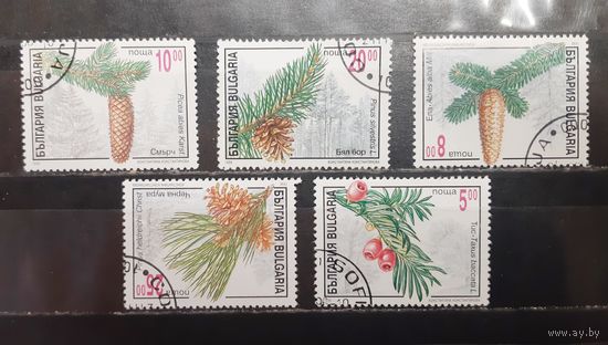 Болгария. 1996 год. Хвойные деревья. Флора (1299)