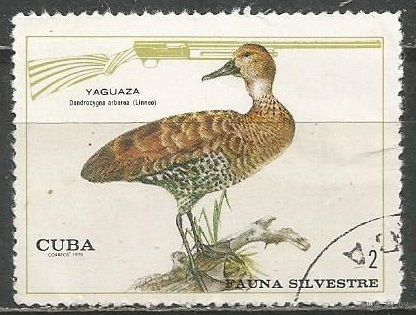Куба. Охотничья дичь. Свистящая утка. 1970г. Mi#1630.