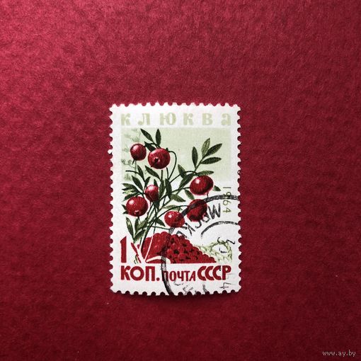 СССР 1964 год. Ягоды
