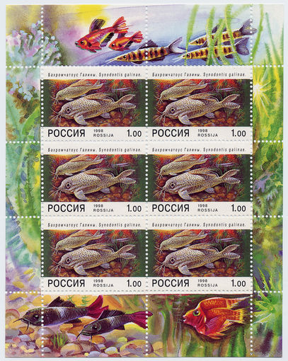 Россия1998 г. Аквариумные рыбы. 1 р. Бахромчатоус Галины. Малый лист