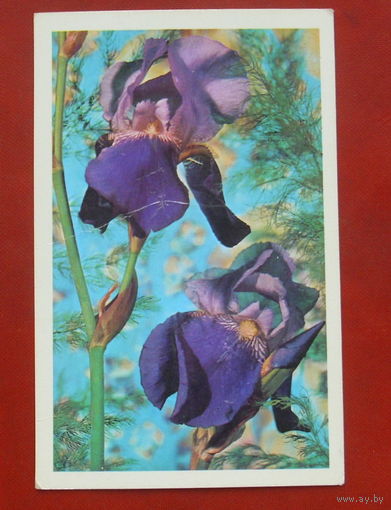 Ирисы. Чистая. 1979 года. Фото Бончева. 1911.
