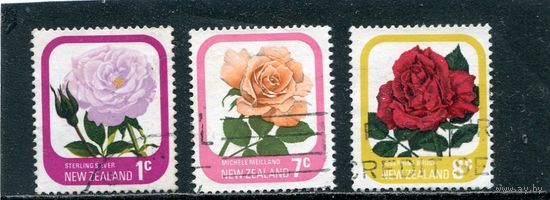 Новая Зеландия. Цветы. Розы