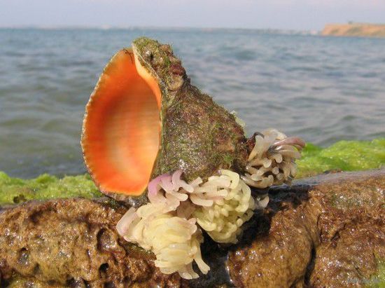 Морская раковина. Ракушка Рапана.  Фэн Шуй. Энергетика. Аквариум