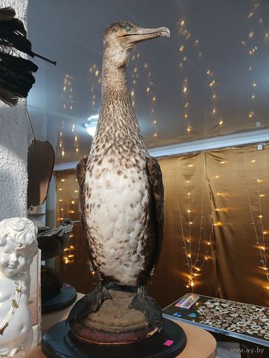 Чучело Баклан