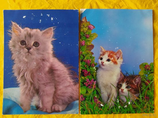 Котики