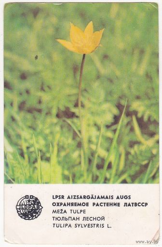 Календарик 1981 (145)