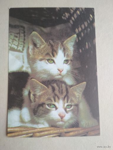 Карманный календарик.Кошки.1995 год