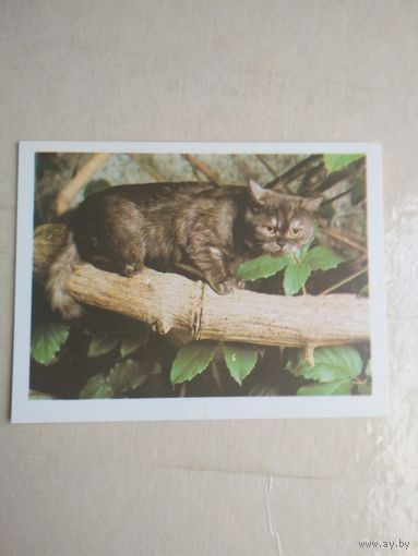 Карманный календарик. Кошки . 1996 год