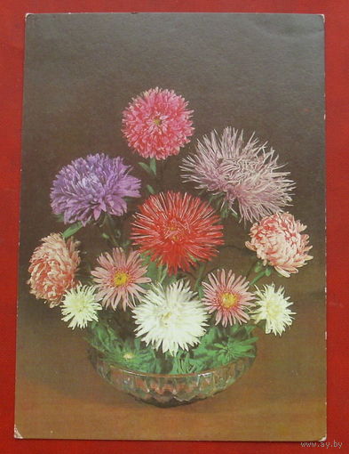 Астры. Чистая. 1980 года. Круцко. 154.