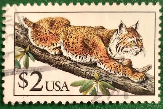 США 1 июня 1990. Рысь Lynx rufus