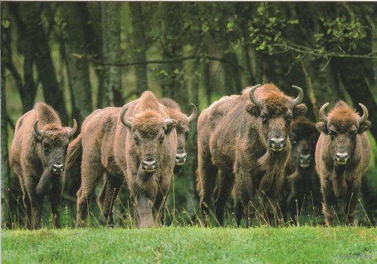 Беларусь 2023 Зубры Беловежской пущи (Дизайн Бедоник) (к5)