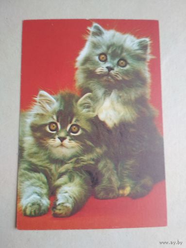 Карманный календарик.Кошки.1995 год