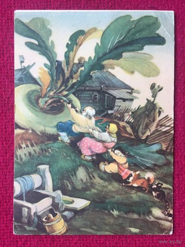 Репка. Кузнецов 1955 г. Чистая.