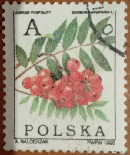 Польша 1996. Флора. Рябина