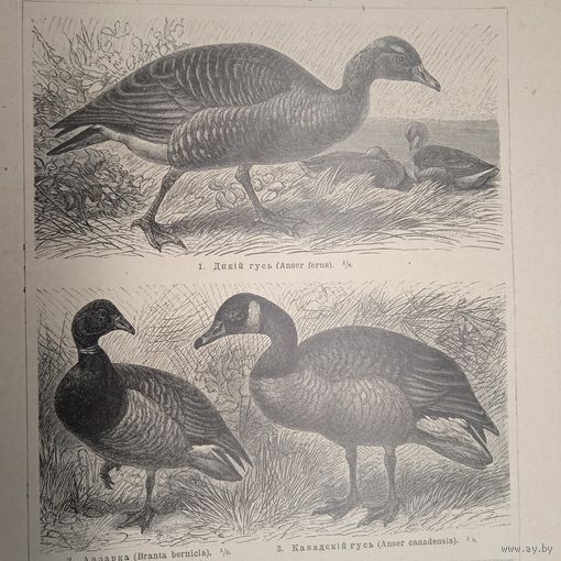 Плавающия птицы. 1. 2.  Энциклопедическая гравюра СПБ конец 19века 24х16см.
