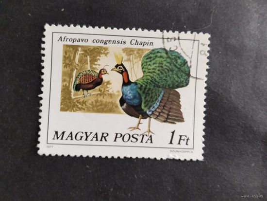 Венгрия  1977 фазан