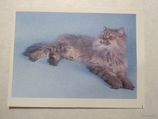 Карманный календарик. Котик. 1993 год