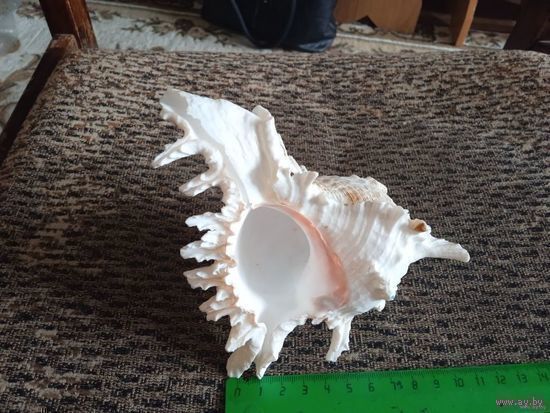 МОРСКАЯ РАКУШКА (ЕГИПЕТ)